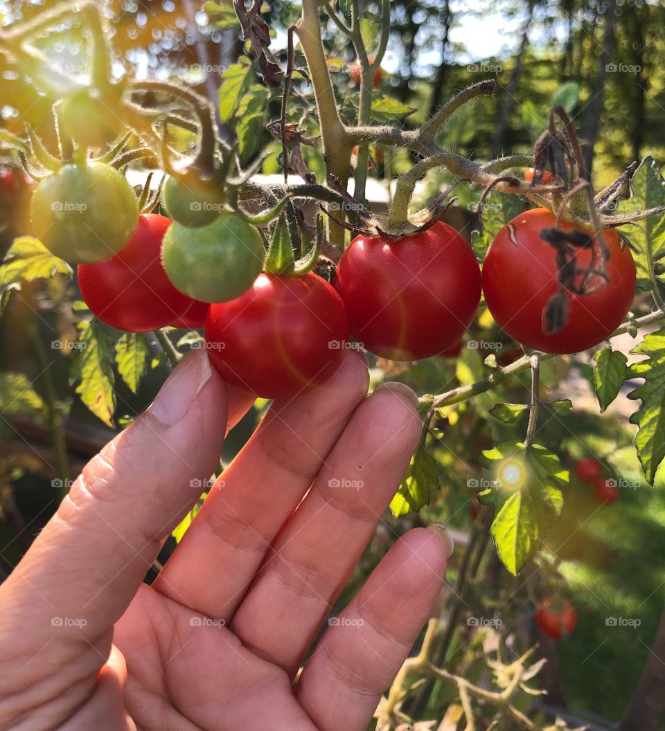 Tomatoes harvesting 