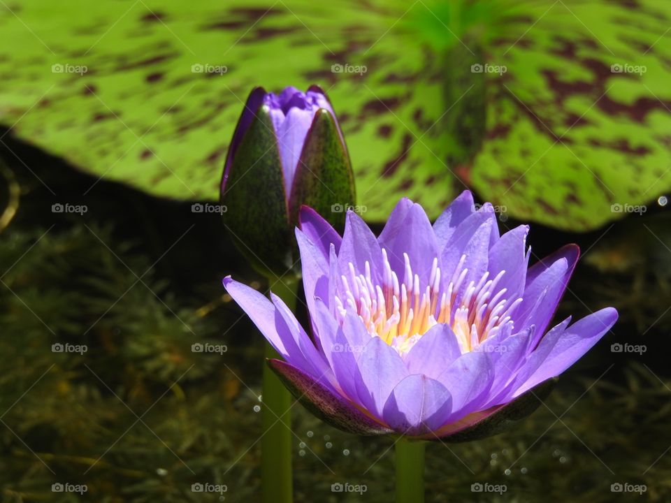 Beautiful lotus