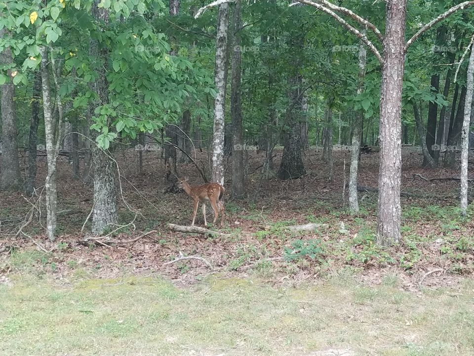 deer in the woods