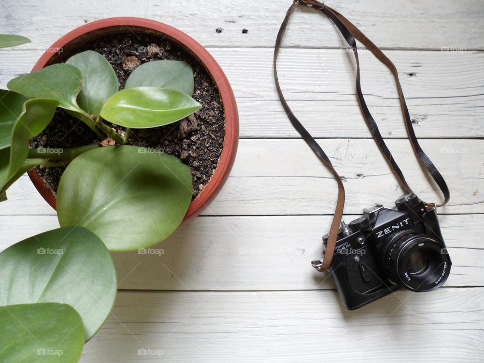 houseplant ficus and a camera