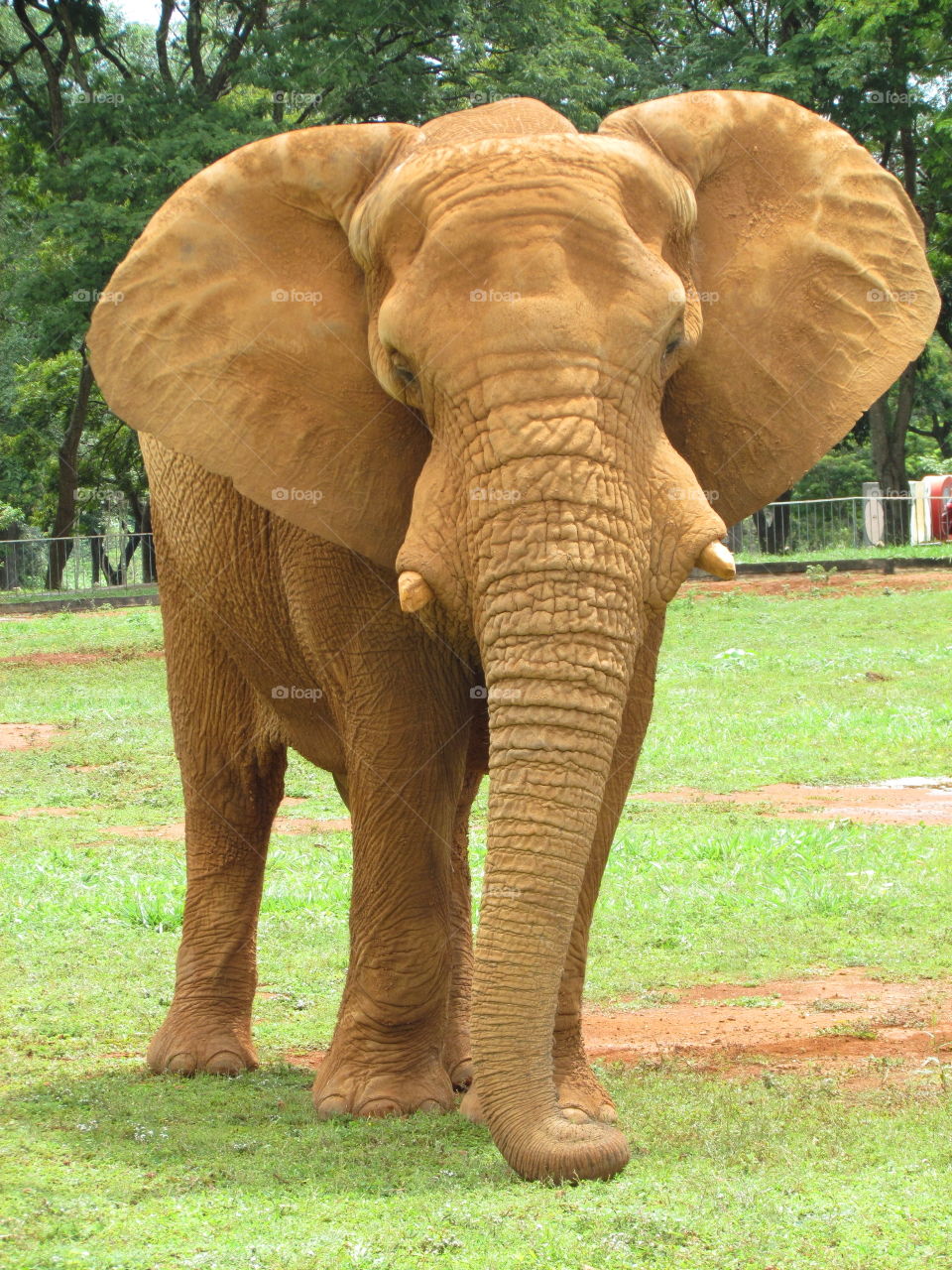 elefante zôo de Brasília