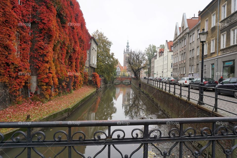 Orange Leaves