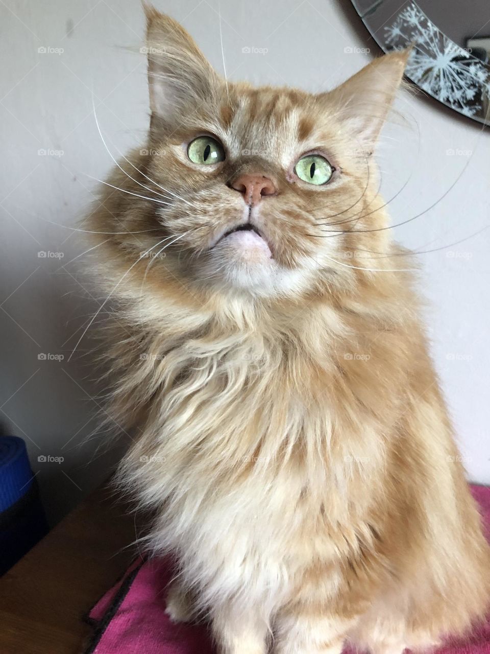 Maine coon