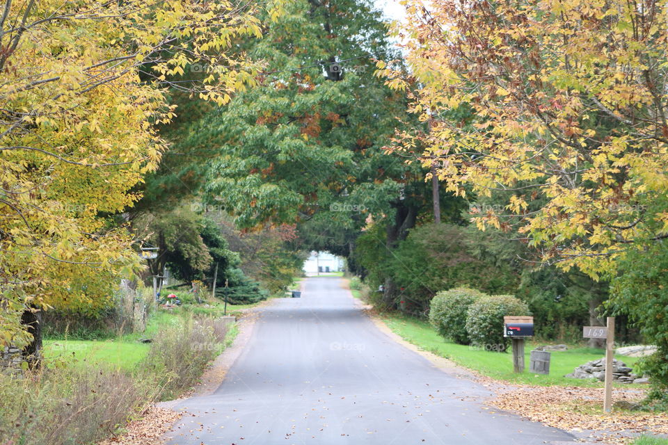 Country Road Lined in Fall Trees