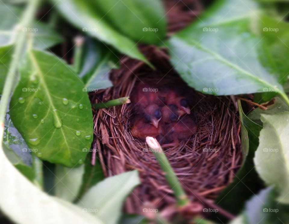 Baby birds