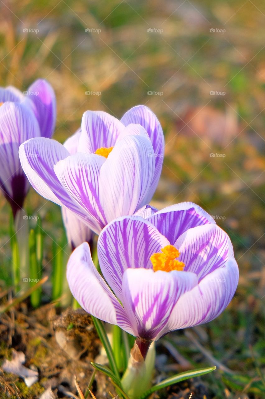 Close-up of purple flower