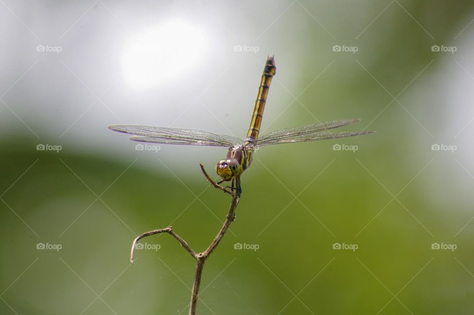 dragon fly