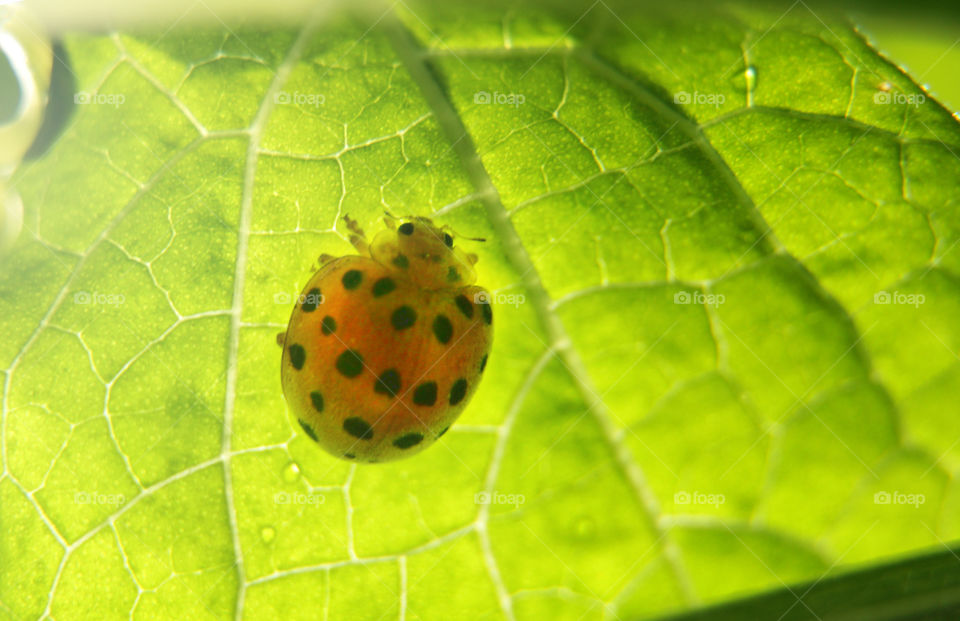 lady bugs at leaf