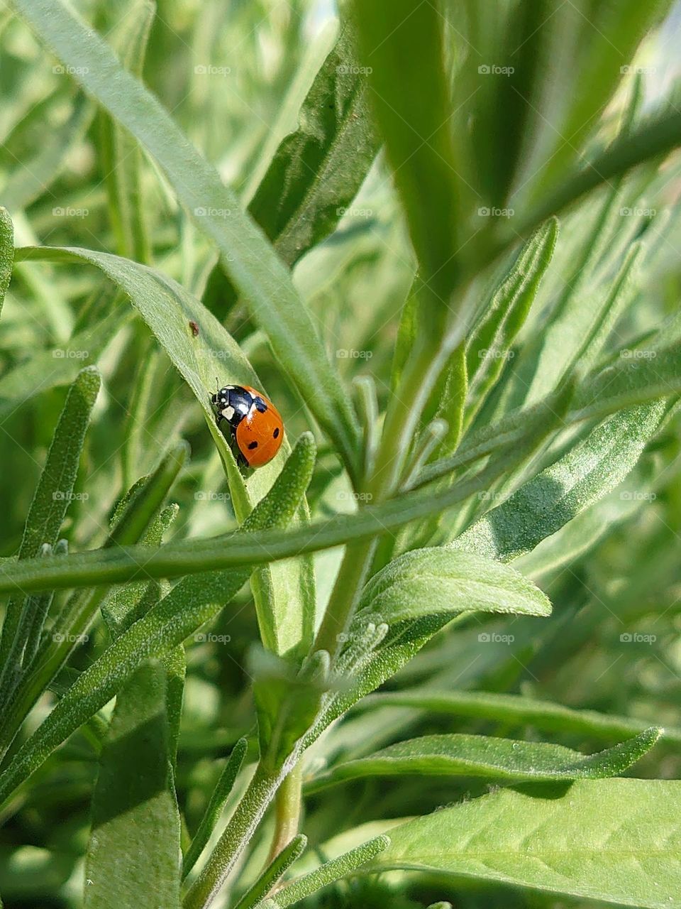 Ladybug in the lavender