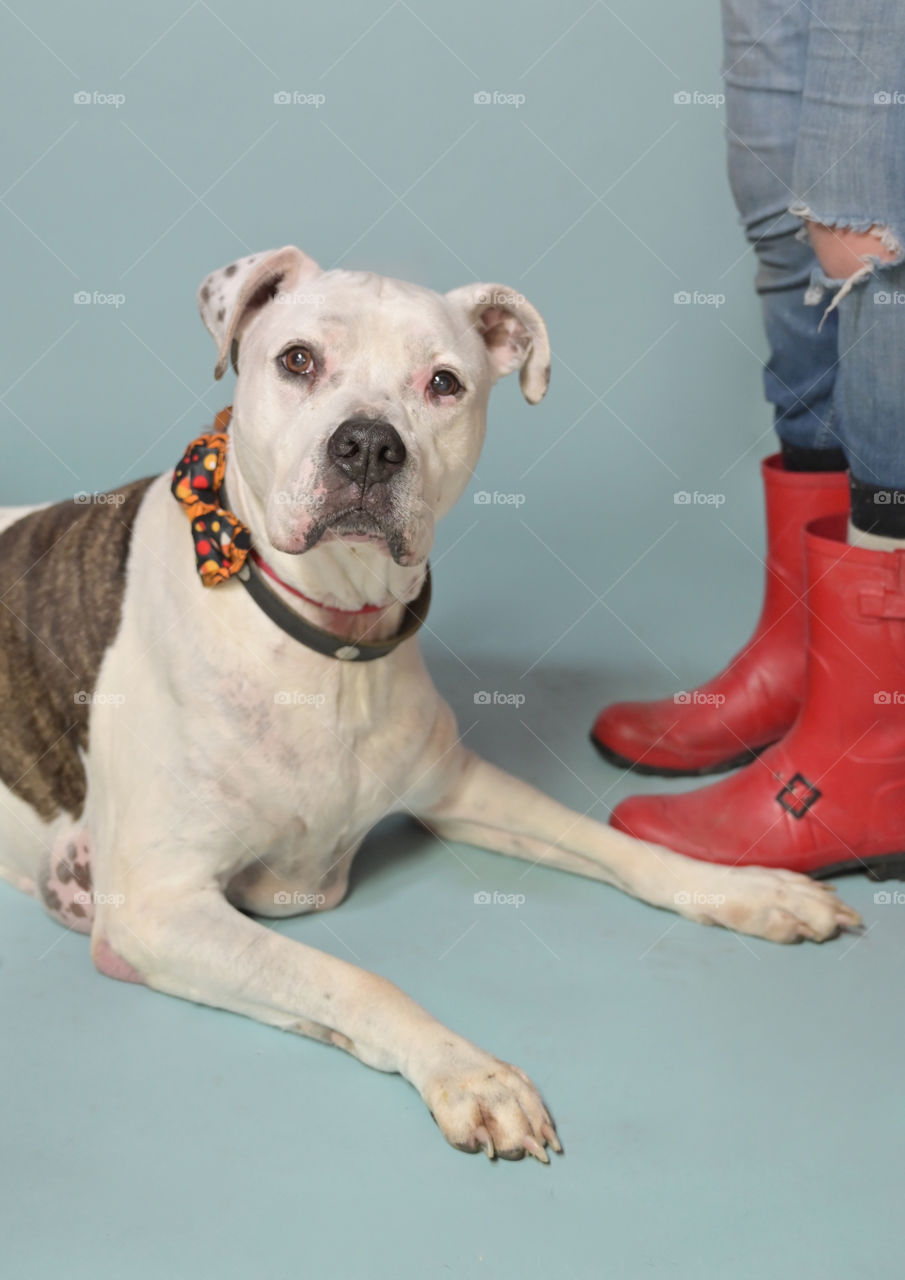 Portrait of handsome grandpa dog. Chillz spent 866 days at shelter until my portrait was seen by his adoptive parents. Made with Nikon Z6, 24-70mm f4
