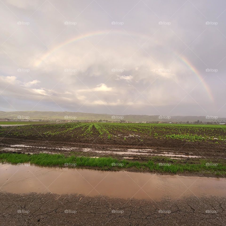 Rainbow over the crops