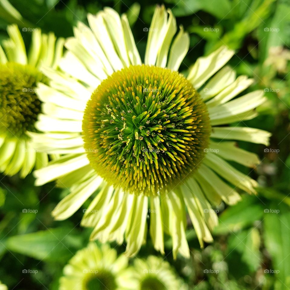 flowers