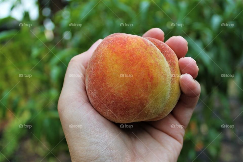 our first peach