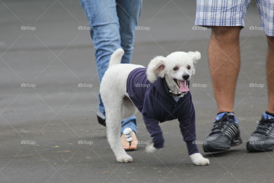 Poodle going for a jog 
