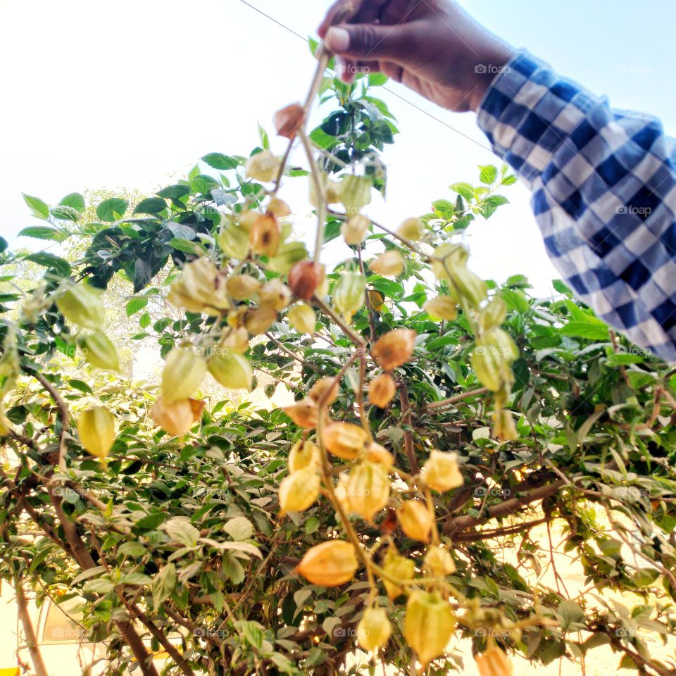 makoy fruits in hand