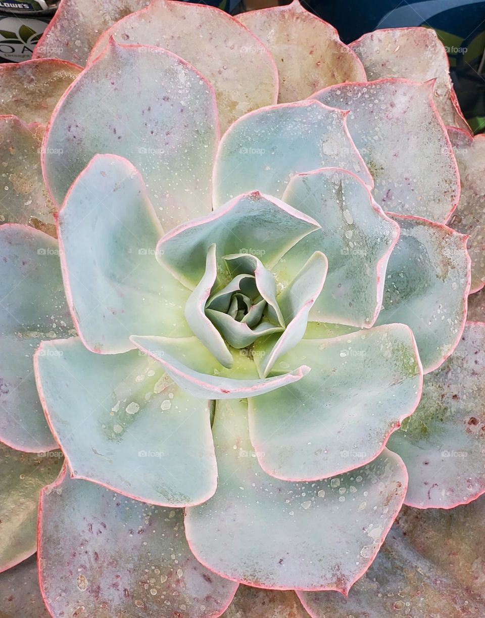 Petals of a Succulent