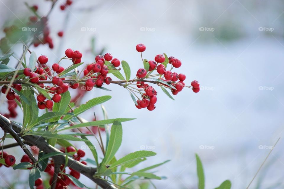 Red berries against a snowy backdrop create a delicate contrast. 