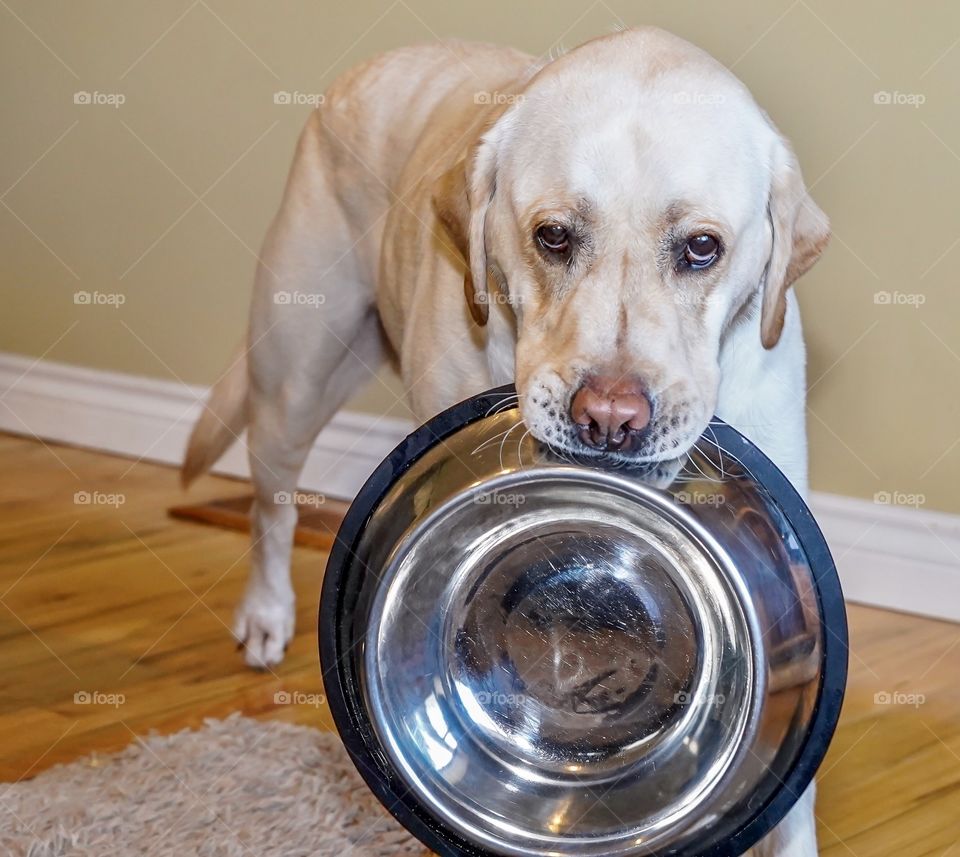 Big Labrador retriever says he wants food now