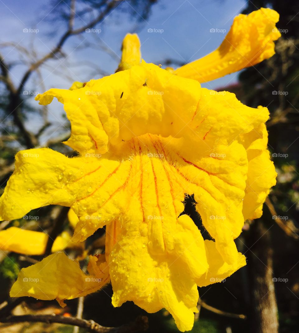 Nosso #ipê amarelo continua florindo! Cores fortes, sem filtro, mostrando toda a sua beleza.
🌼
#natureza
#paisagem
#fotografia
#mobgrafia