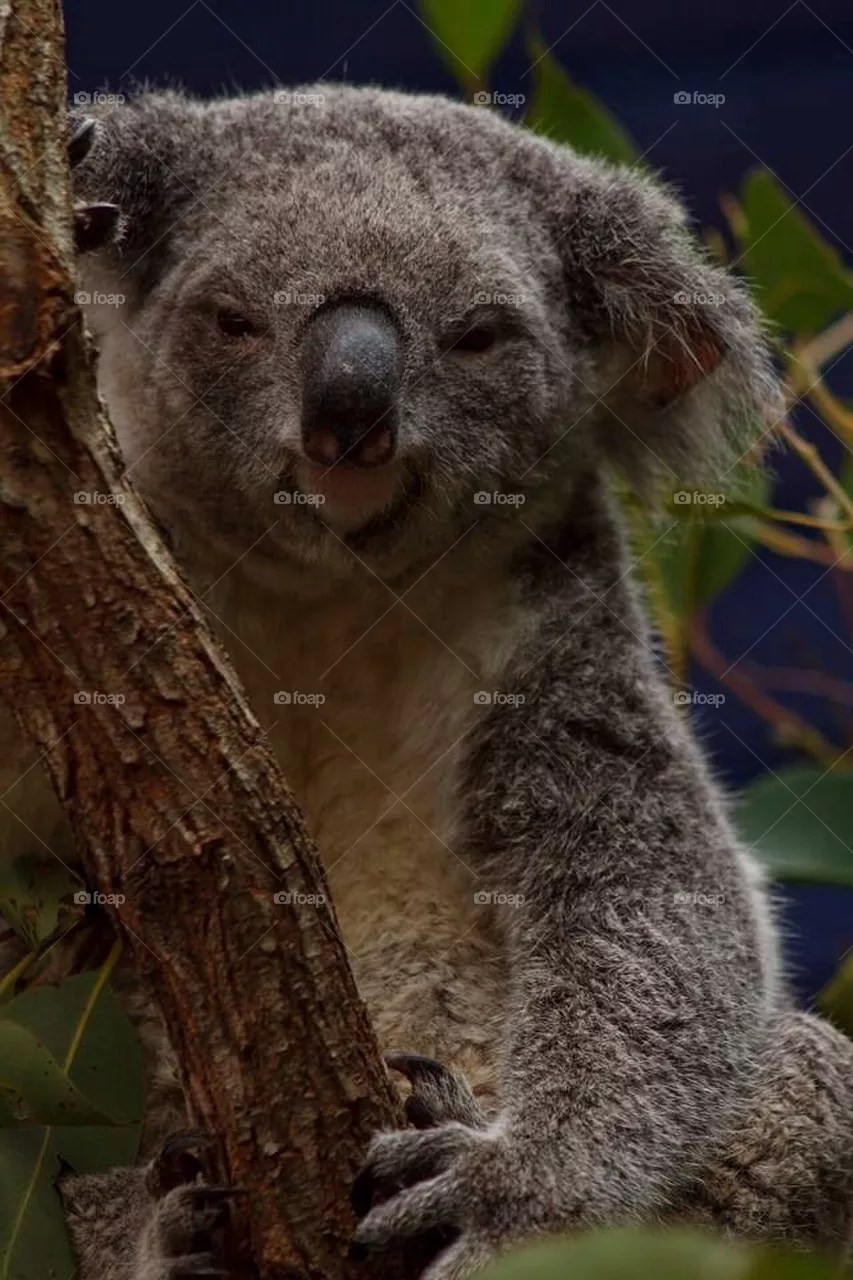 marsupial