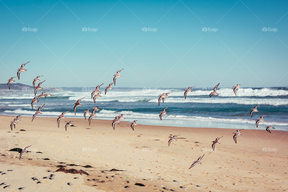 Beautiful wildlife photograph of too many birds flying together at the beach looking for food 