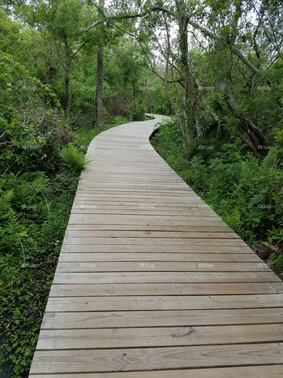 fairy woods path