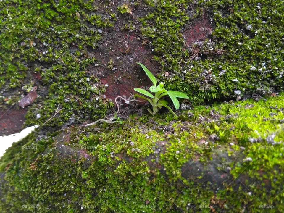 Green plant on mossy brick