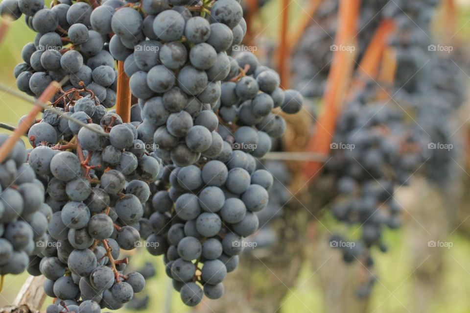 Bunch of ripe grapes on the vine