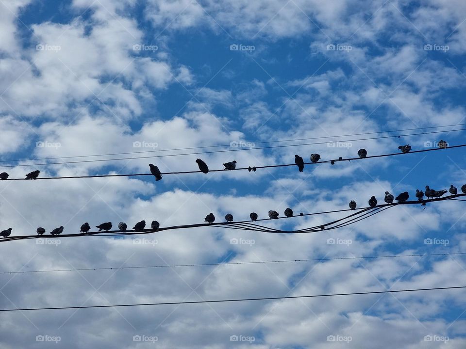 Row of birds sitting on electricity cables against a cloudy sky