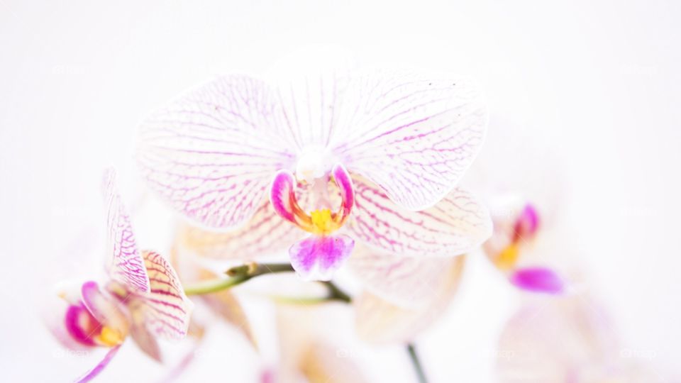 Orchid Flower