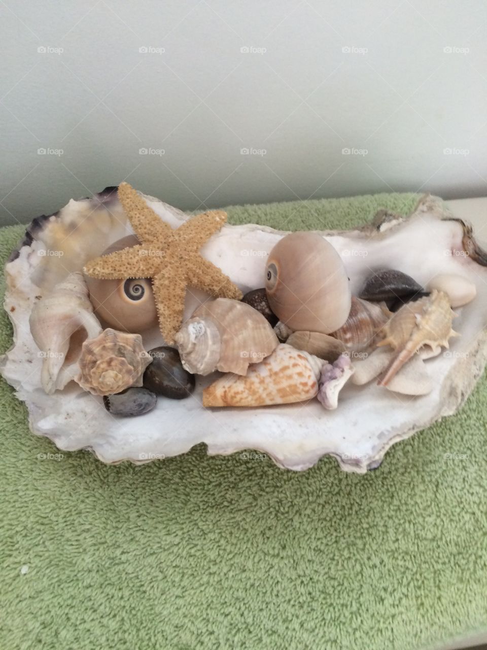 Sea shells 