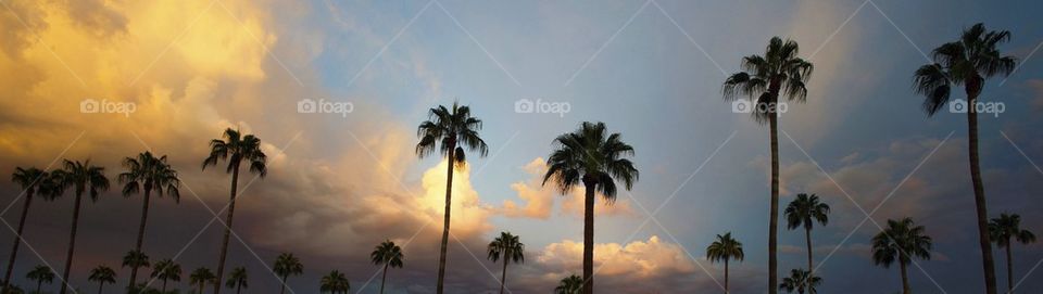 Palm trees