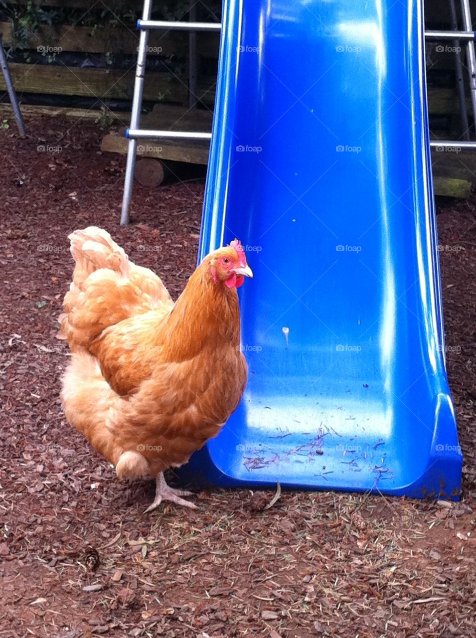 Chicken near blue slide