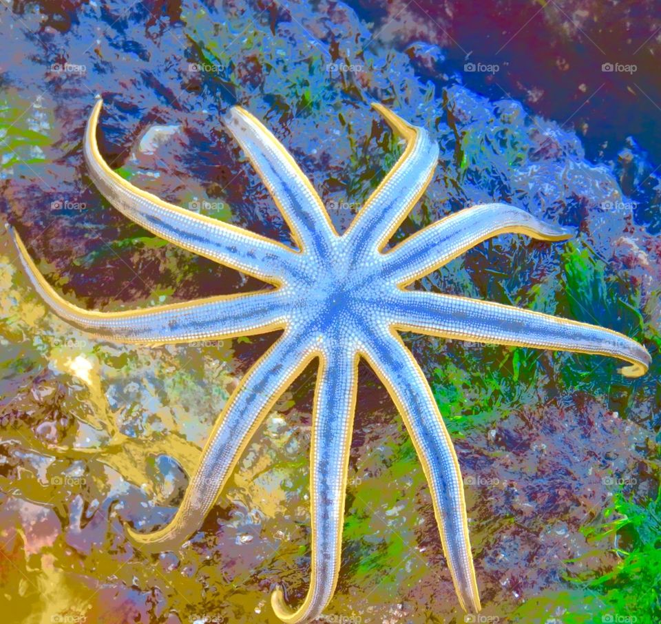 Millepede Sea Star