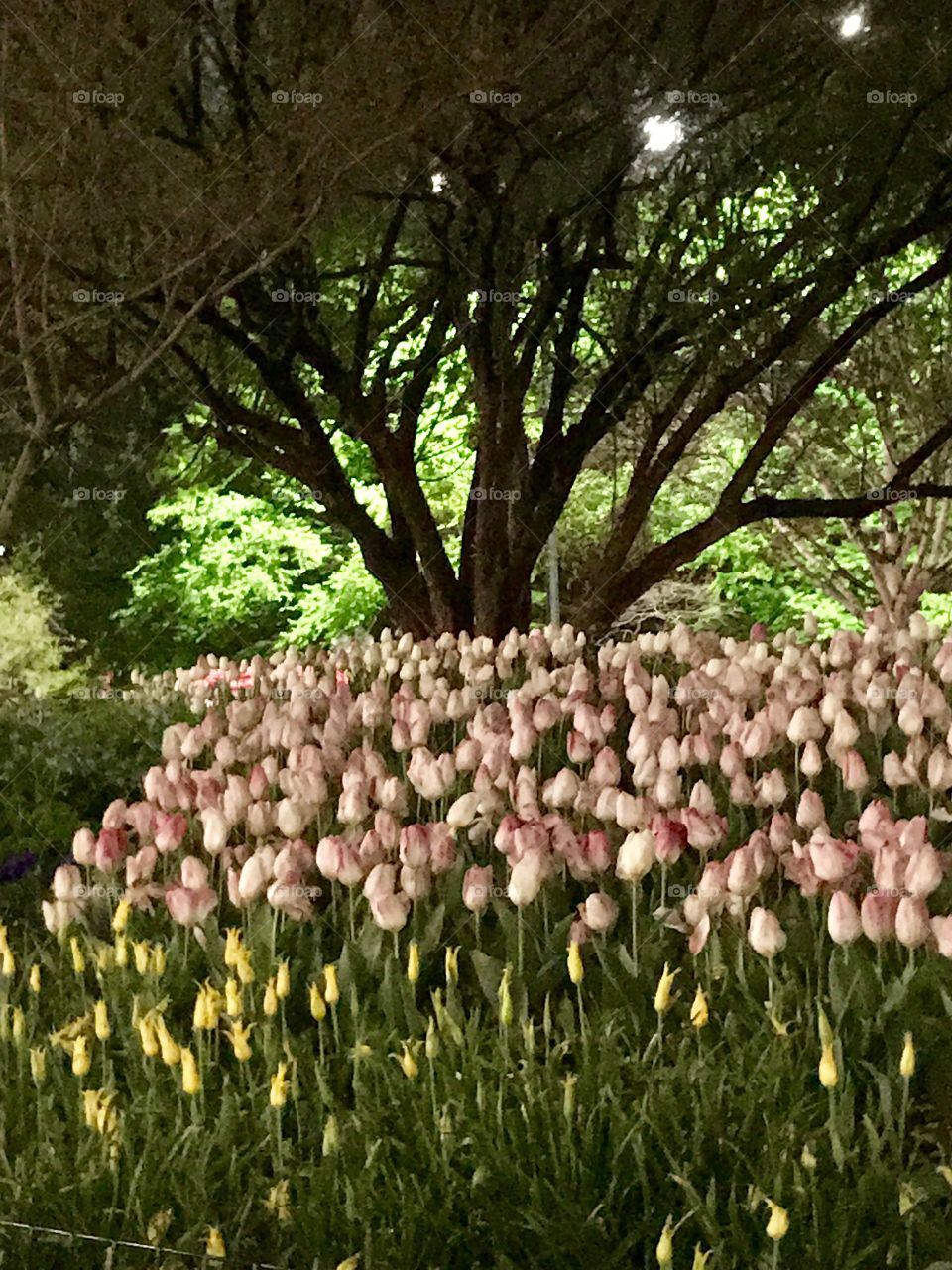 Blooming tulips, Central Park 