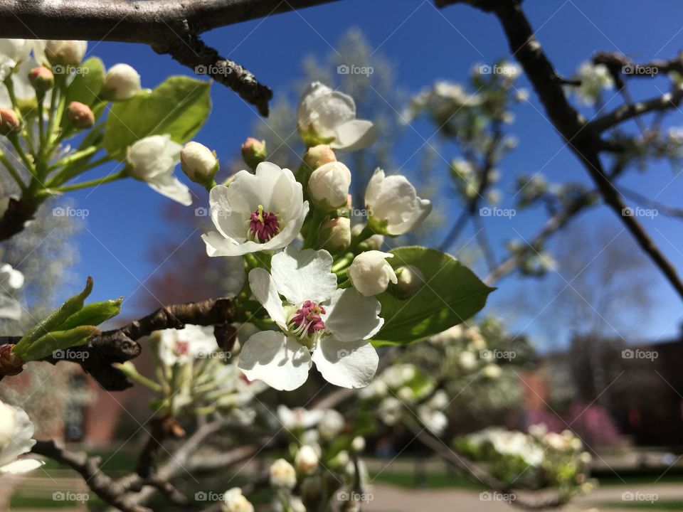 Blossoms on campus