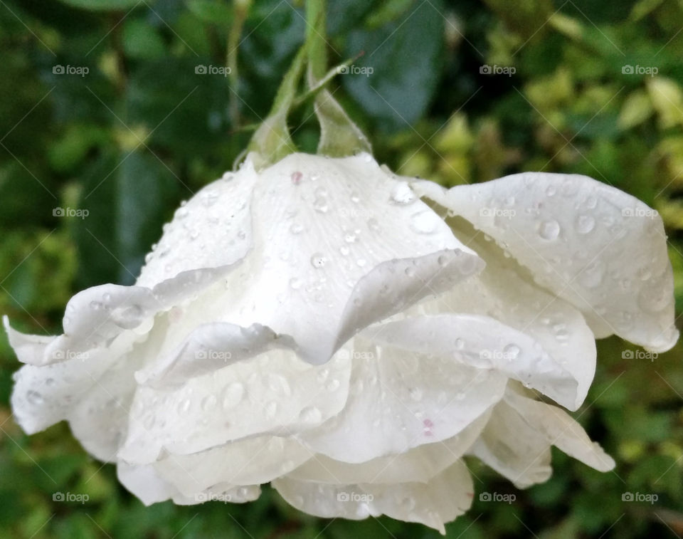 Rain on White. Rainy days