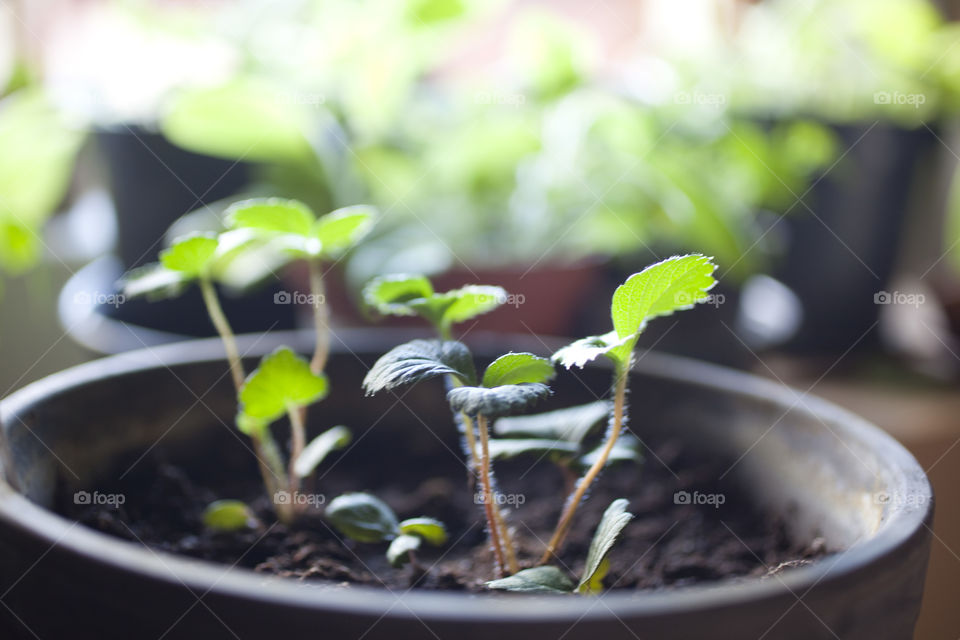 Strawberry plant