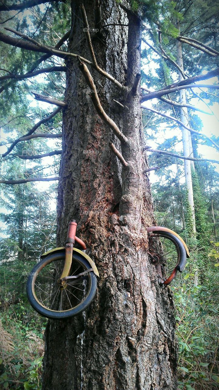 bike in tree