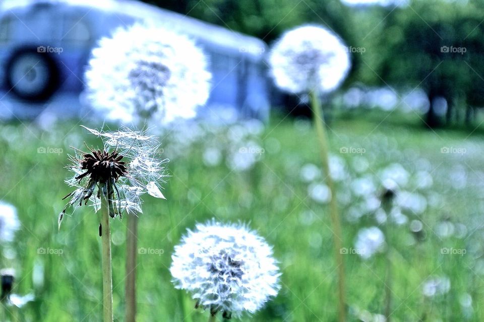 Dandelion