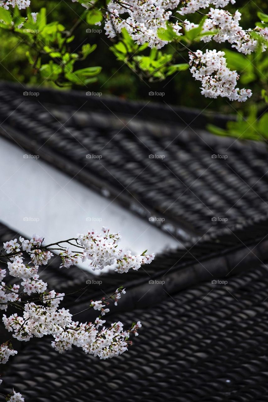 屋顶的樱花