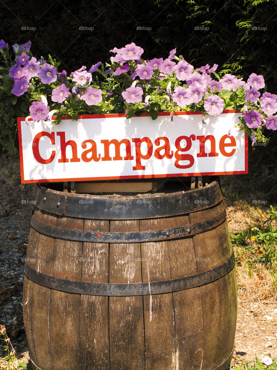 Champagnes. Barrel