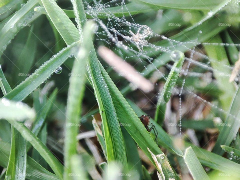 Spider, spiderweb with dew on.