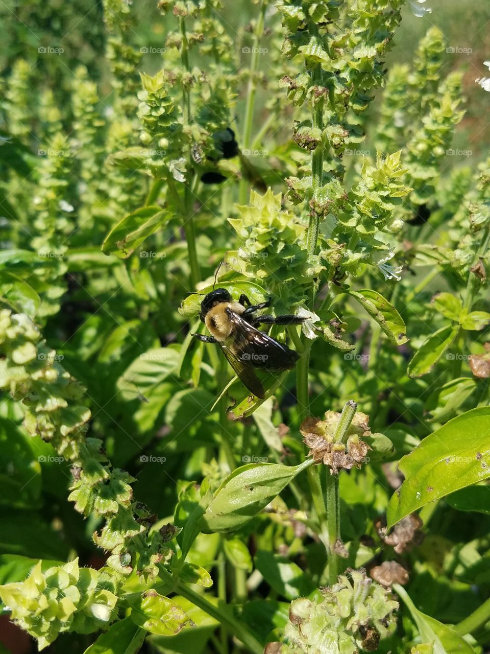 Bee on Basil