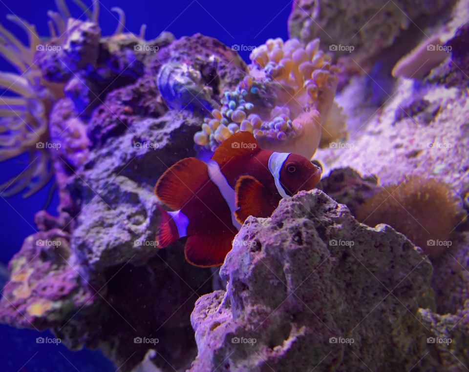 Beautiful clownfish—taken in Merrillville, Indiana 