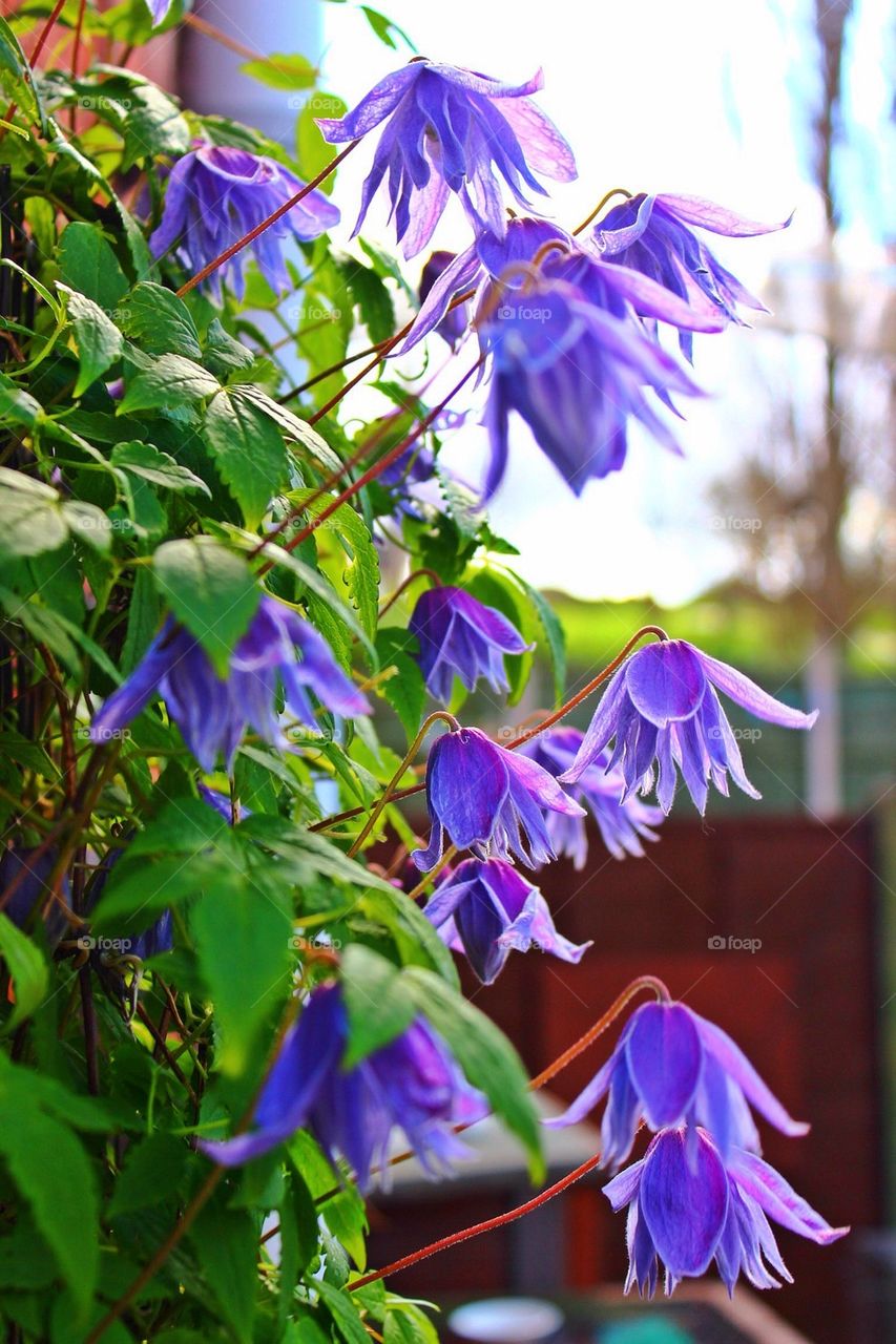 Spring flowering Clematis in full bloom 