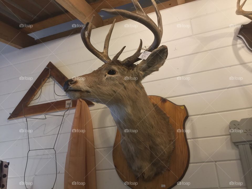 Deer Head on the Wall