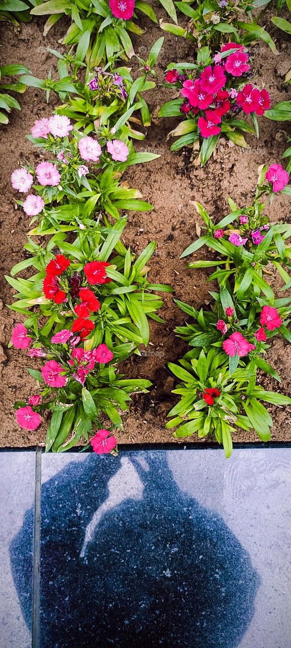 Taking photos in the Garden