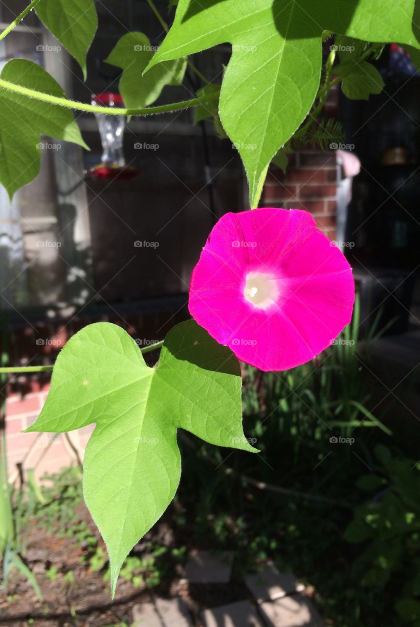 Morning Glory . In my back yard