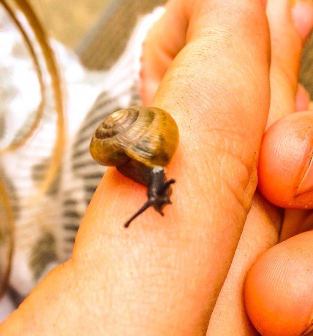 Snail life 